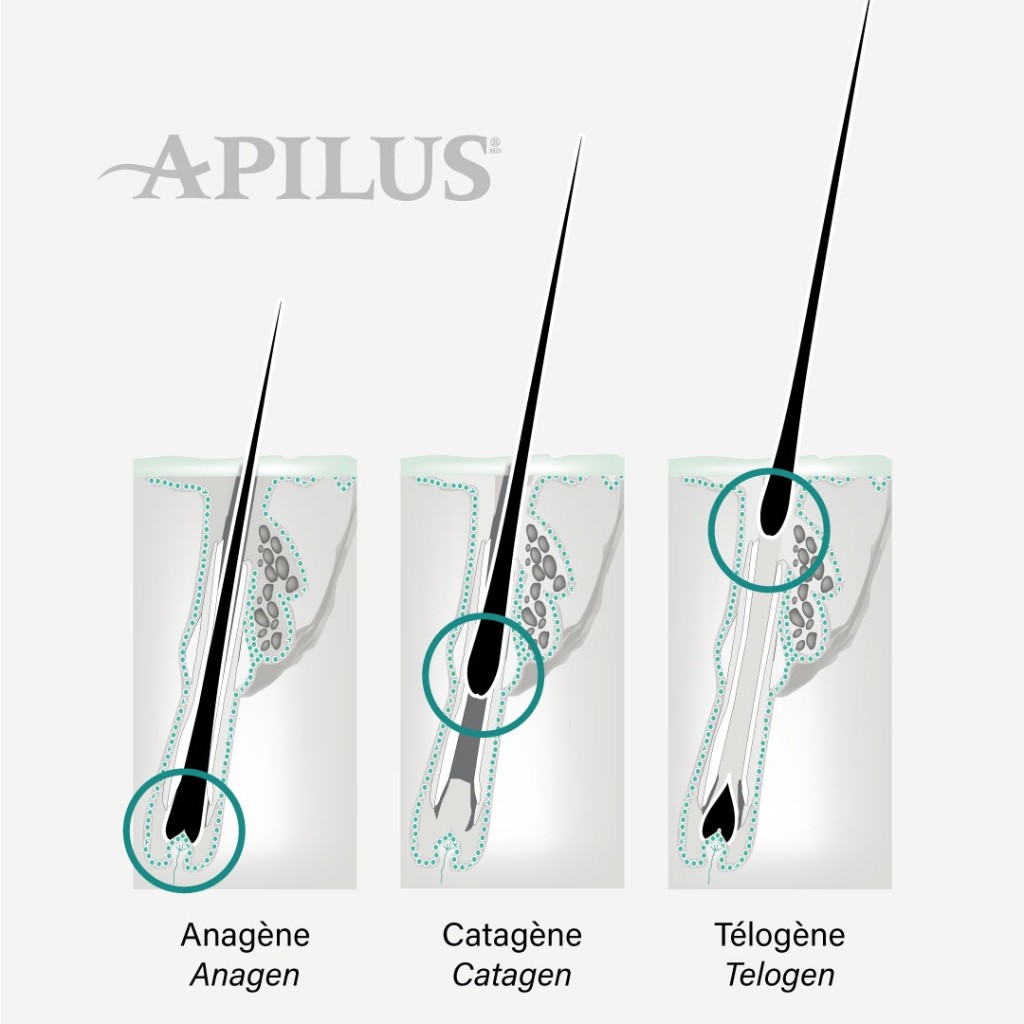 Schéma des phases du cycle pilaire — Anagène, Catagène, Télogène (Apilus)